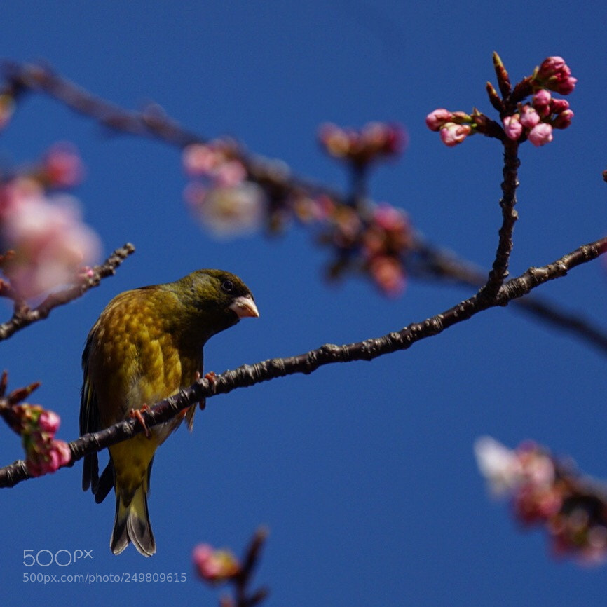 Sony a7 II sample photo. Aoji ,black-faced bunting and photography