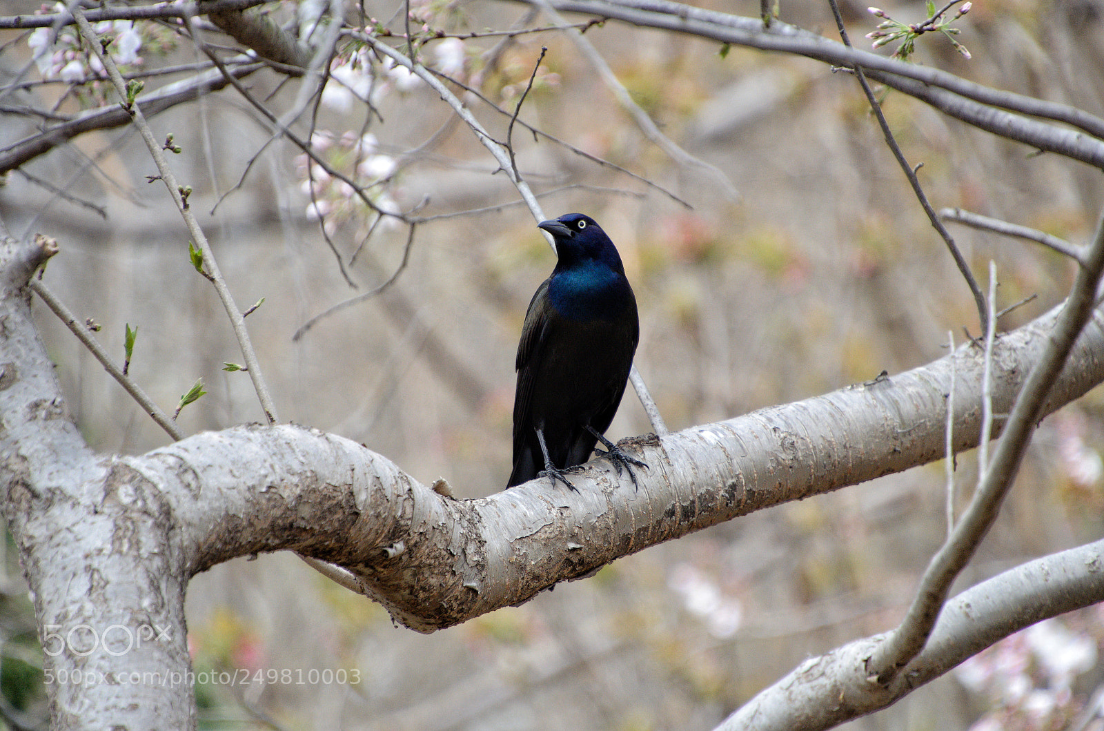 Nikon D5100 sample photo. Raven photography