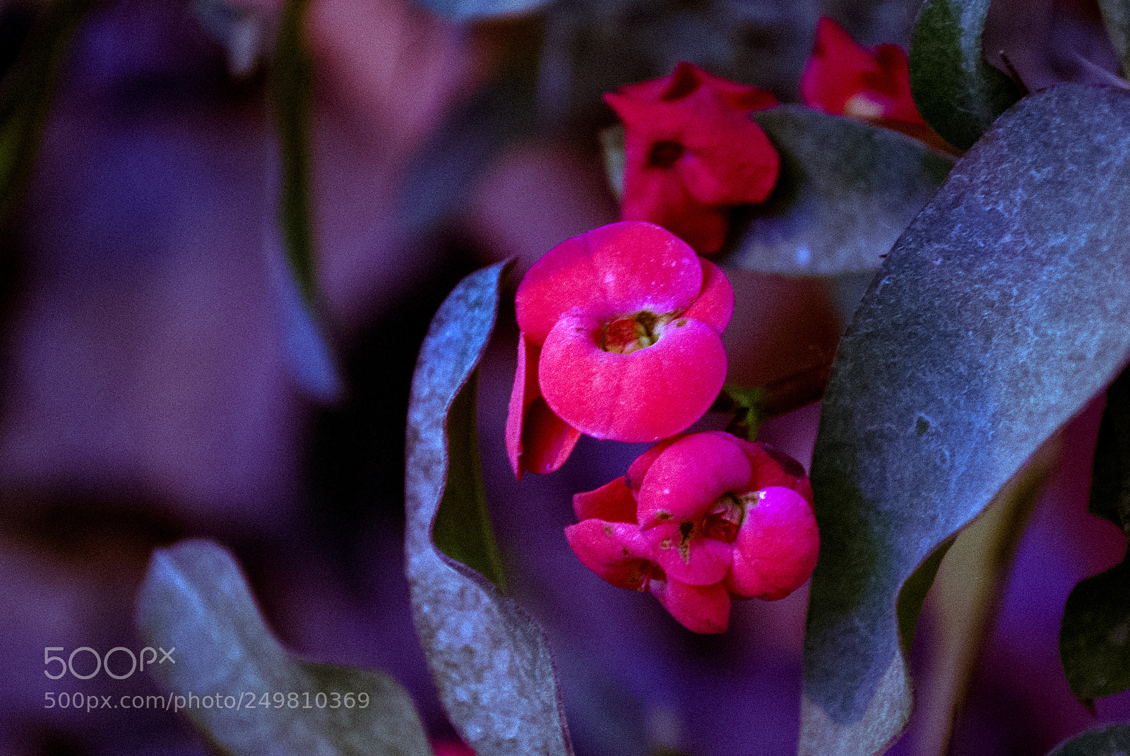 Nikon D60 sample photo. Flowers photography