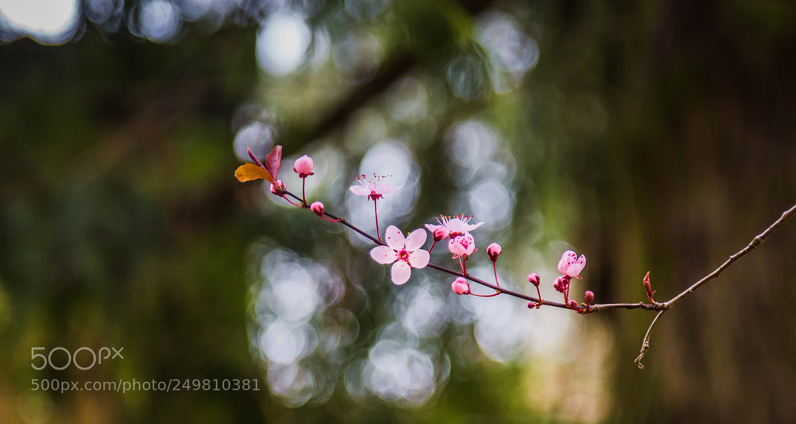 Canon EOS 600D (Rebel EOS T3i / EOS Kiss X5) sample photo. Spring has sprung photography
