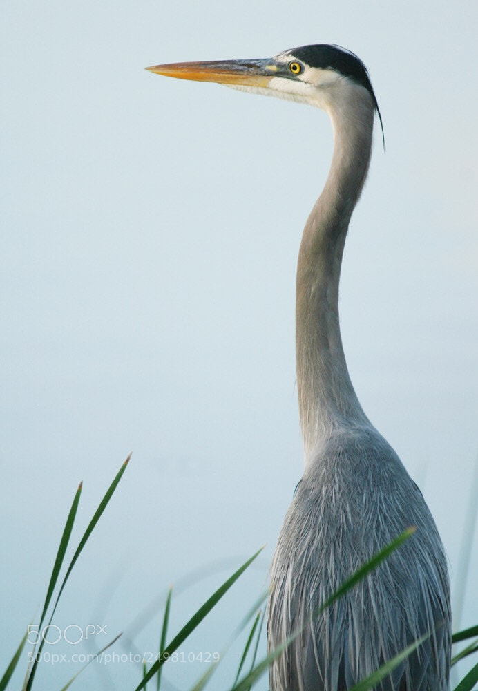 Canon EOS 30D sample photo. Untitled photography
