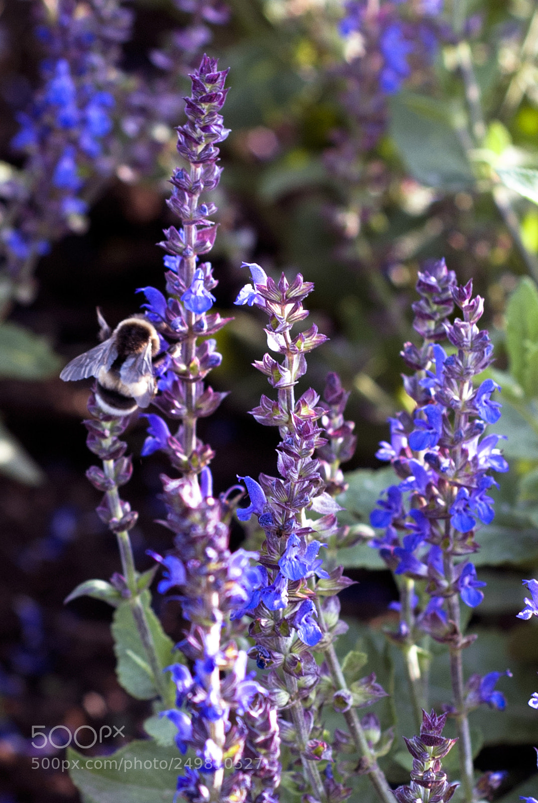 Nikon D80 sample photo. Flowers photography