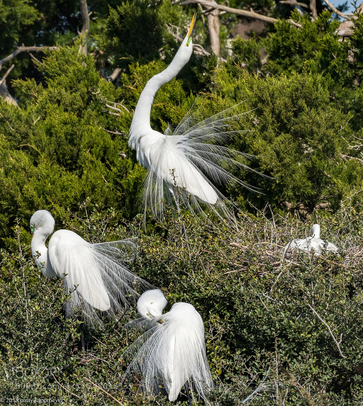 Nikon D7200 sample photo. Preening white egrets photography