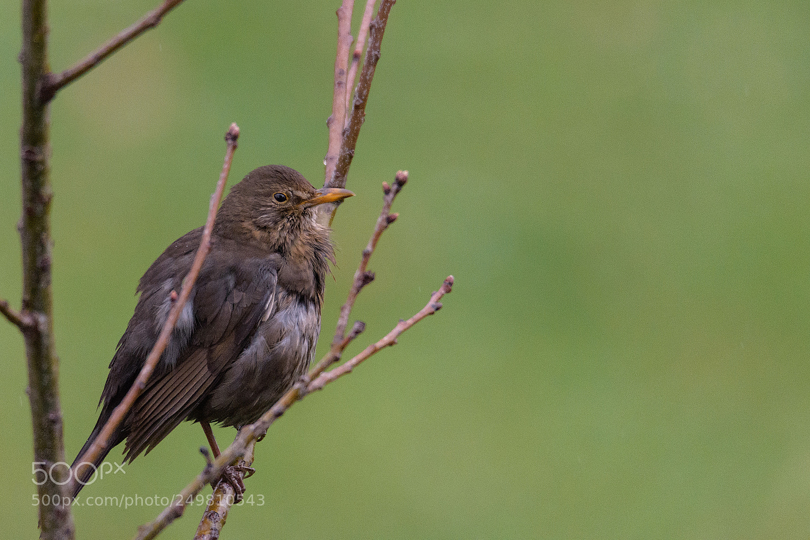 Nikon D7200 sample photo. Female common blackbird photography