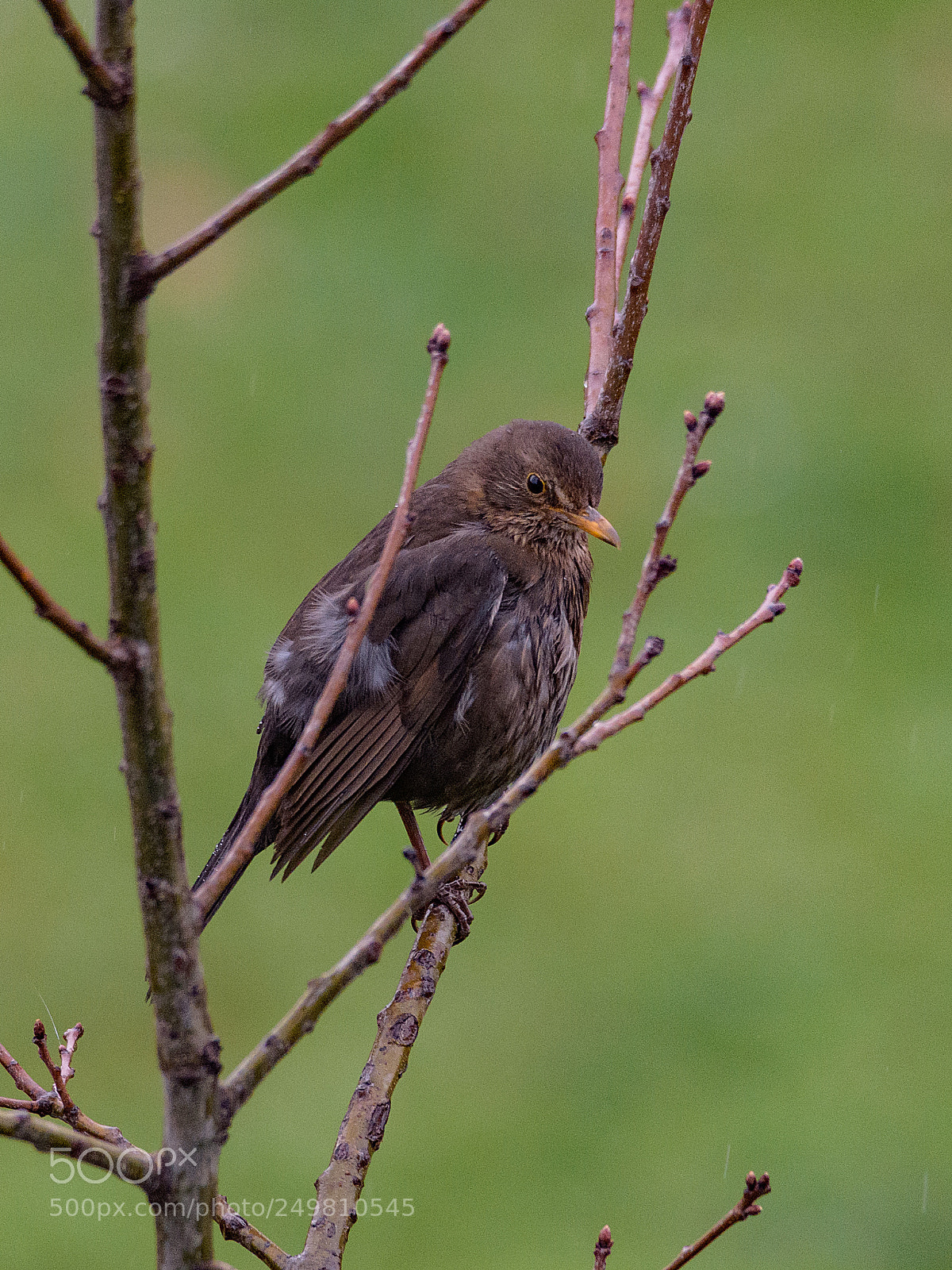 Nikon D7200 sample photo. Female common blackbird photography