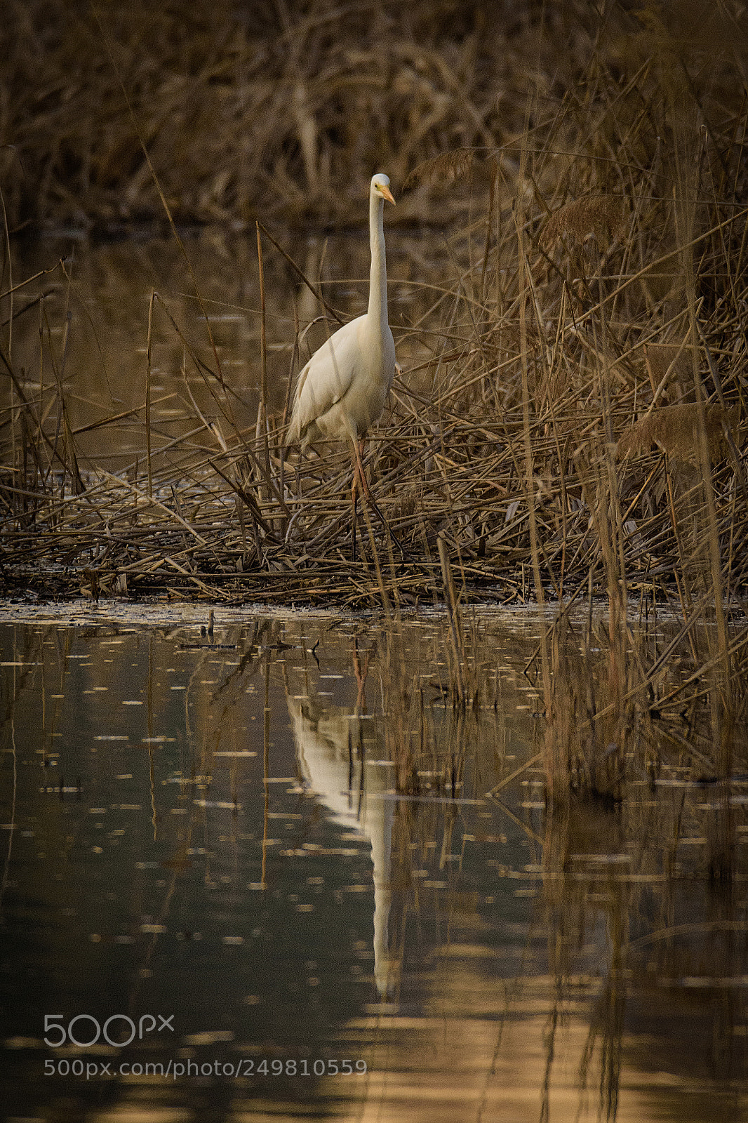 Nikon D7200 sample photo. Great egret great white photography