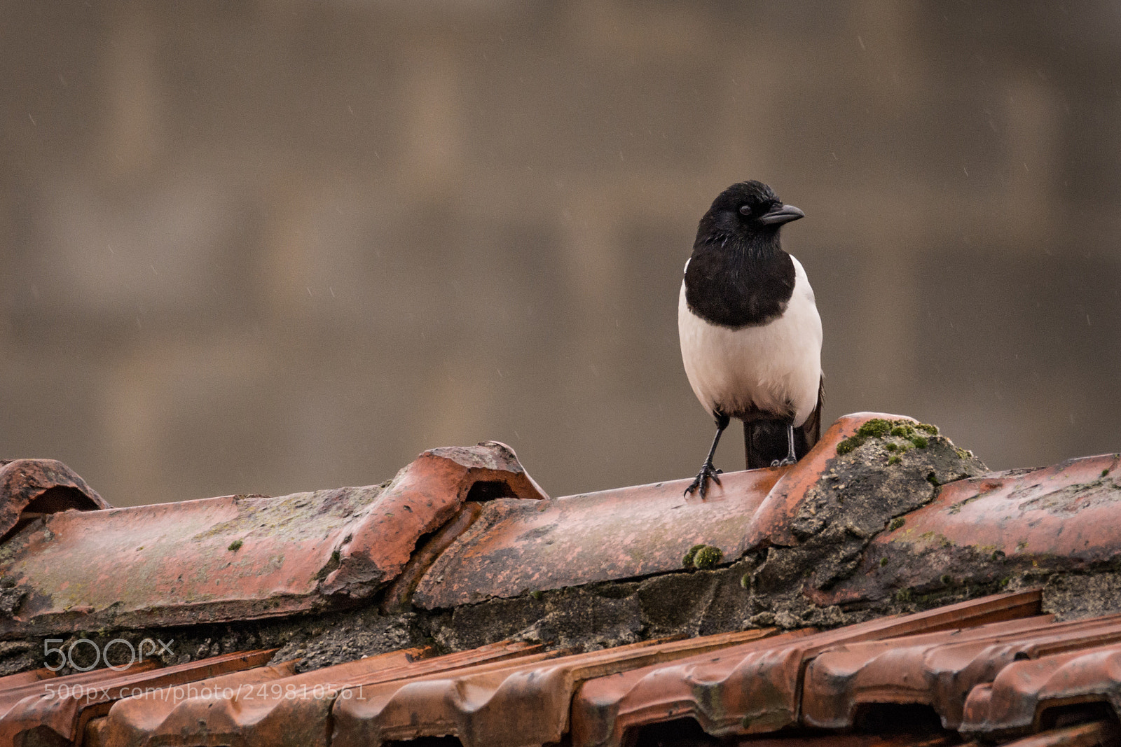 Nikon D7200 sample photo. Magpie on a roof photography
