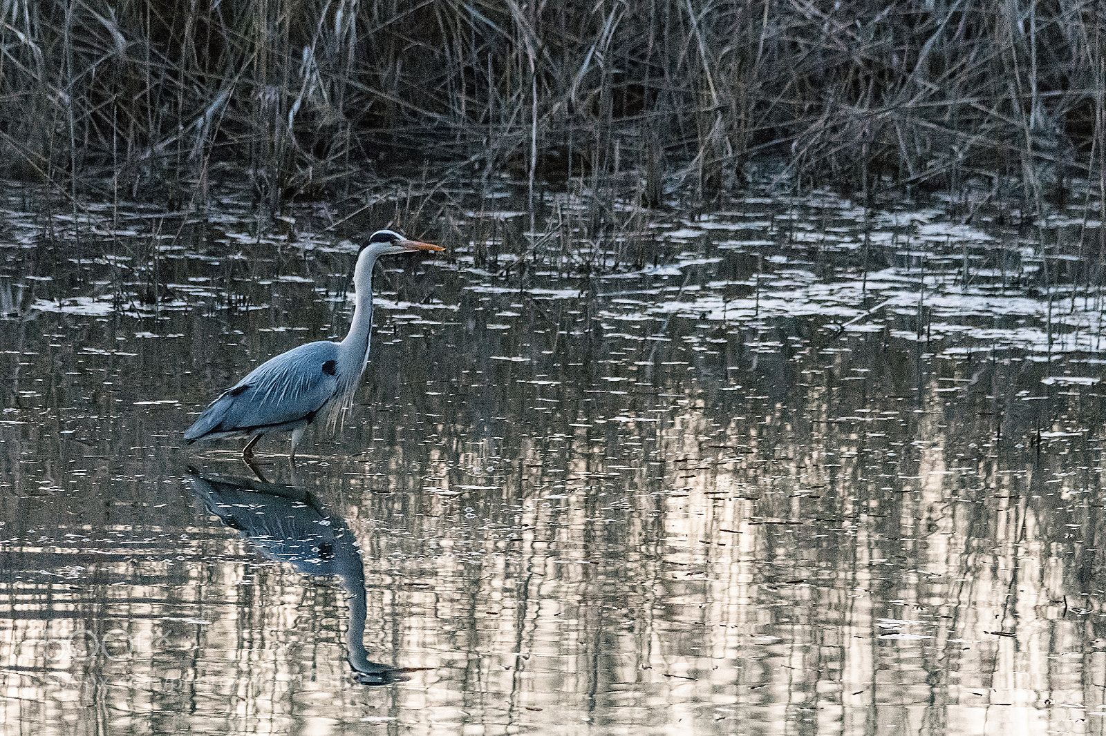 Nikon D7200 sample photo. Gray heron walks in photography