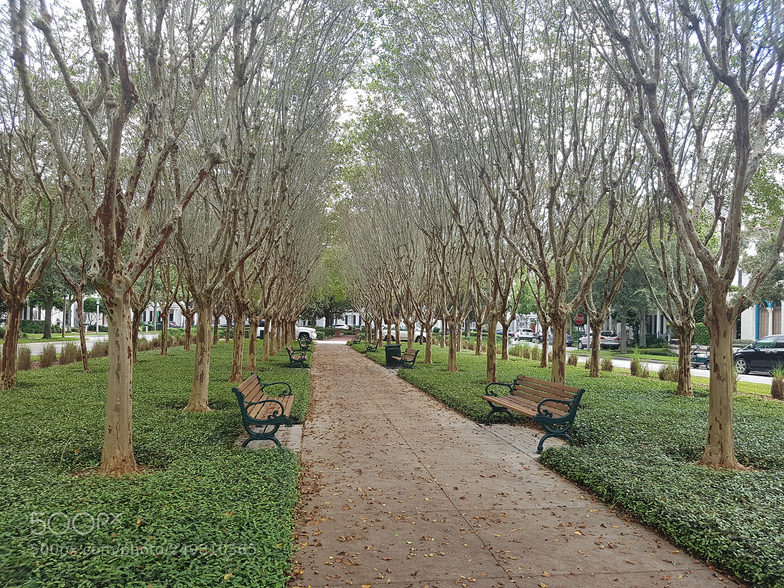 Samsung Galaxy S7 Edge sample photo. Autumn trees photography