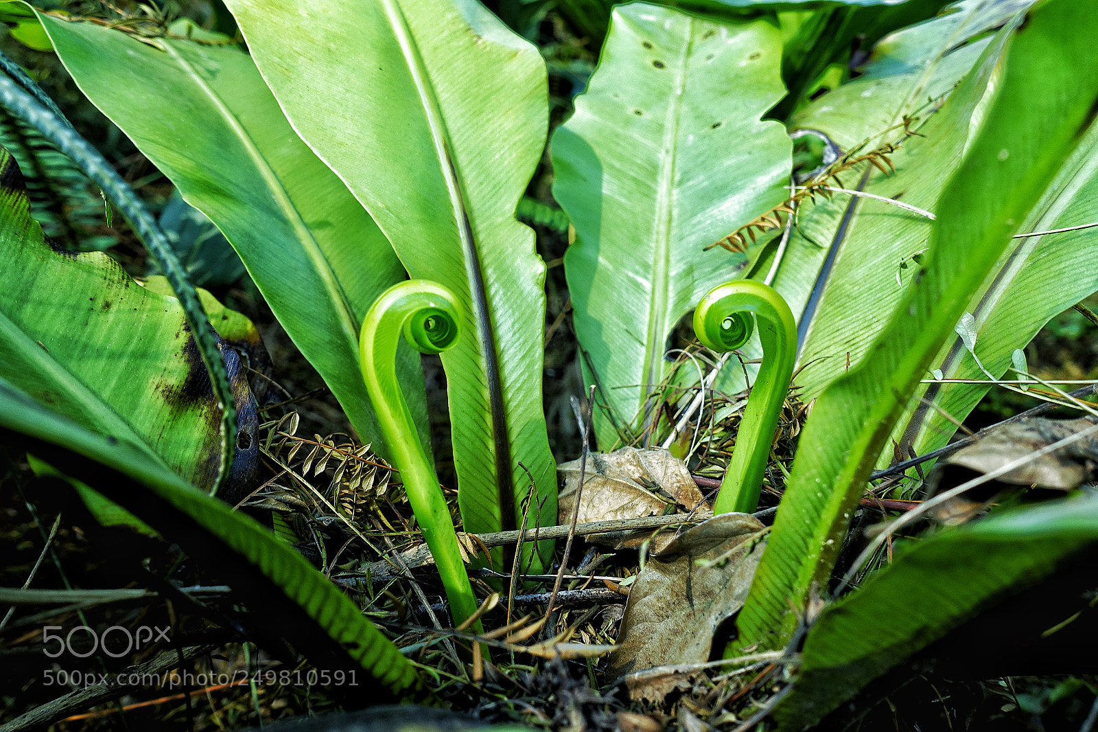 Sony Cyber-shot DSC-RX100 III sample photo. Good morning！ photography