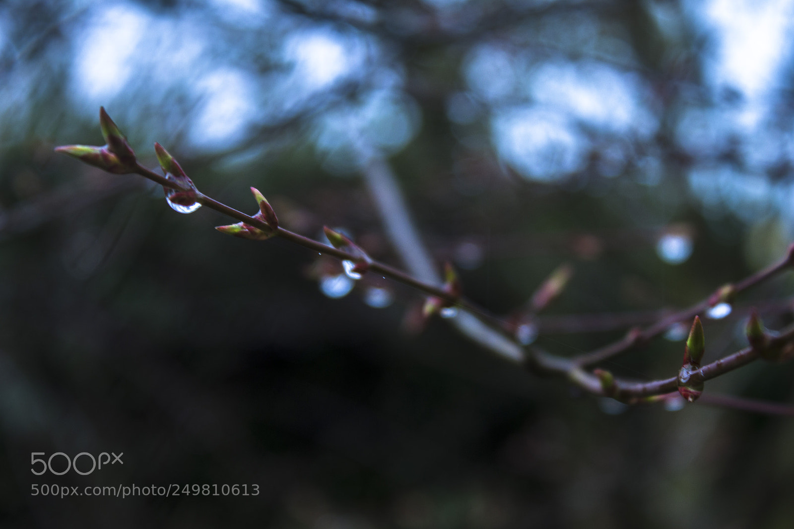 Canon EOS 500D (EOS Rebel T1i / EOS Kiss X3) sample photo. Spring rains photography
