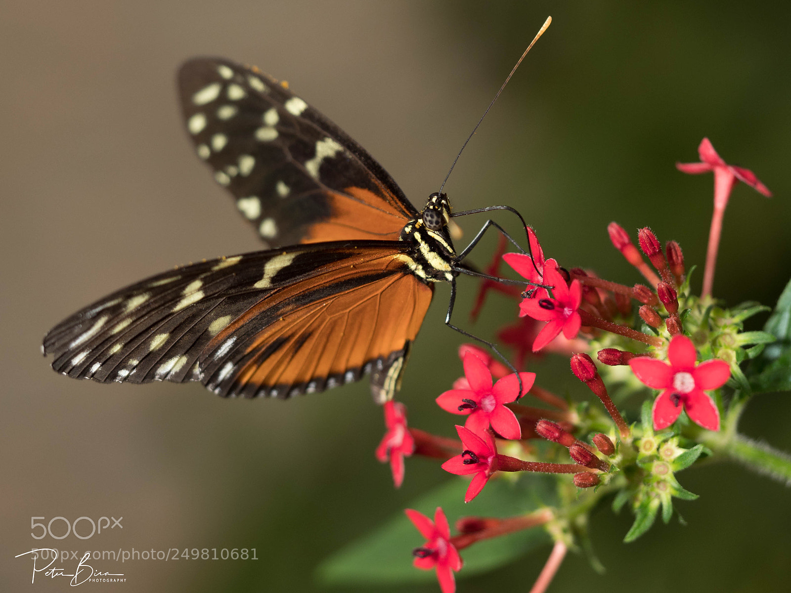 Olympus OM-D E-M1 Mark II sample photo. Butterfly photography