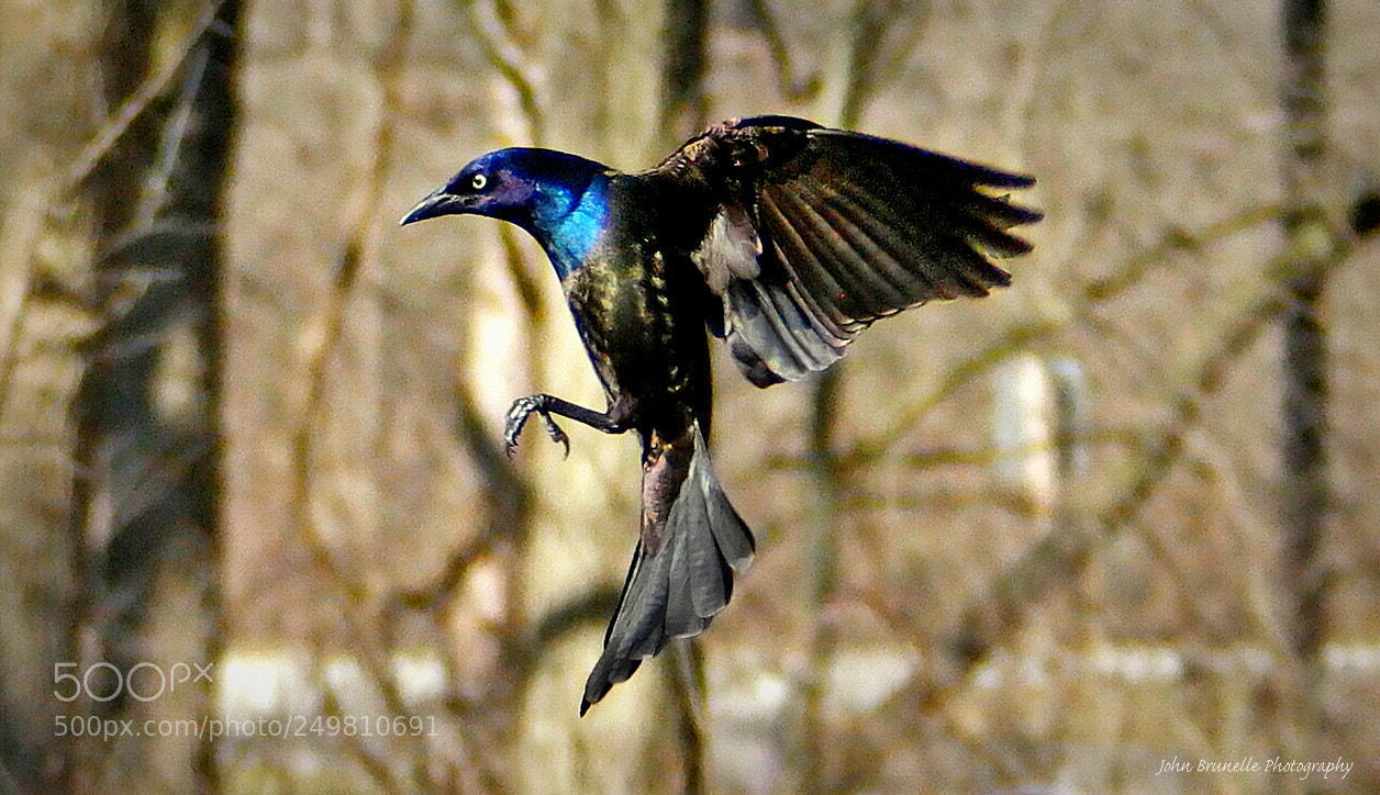 Samsung NX500 sample photo. Grackle march 18 photography