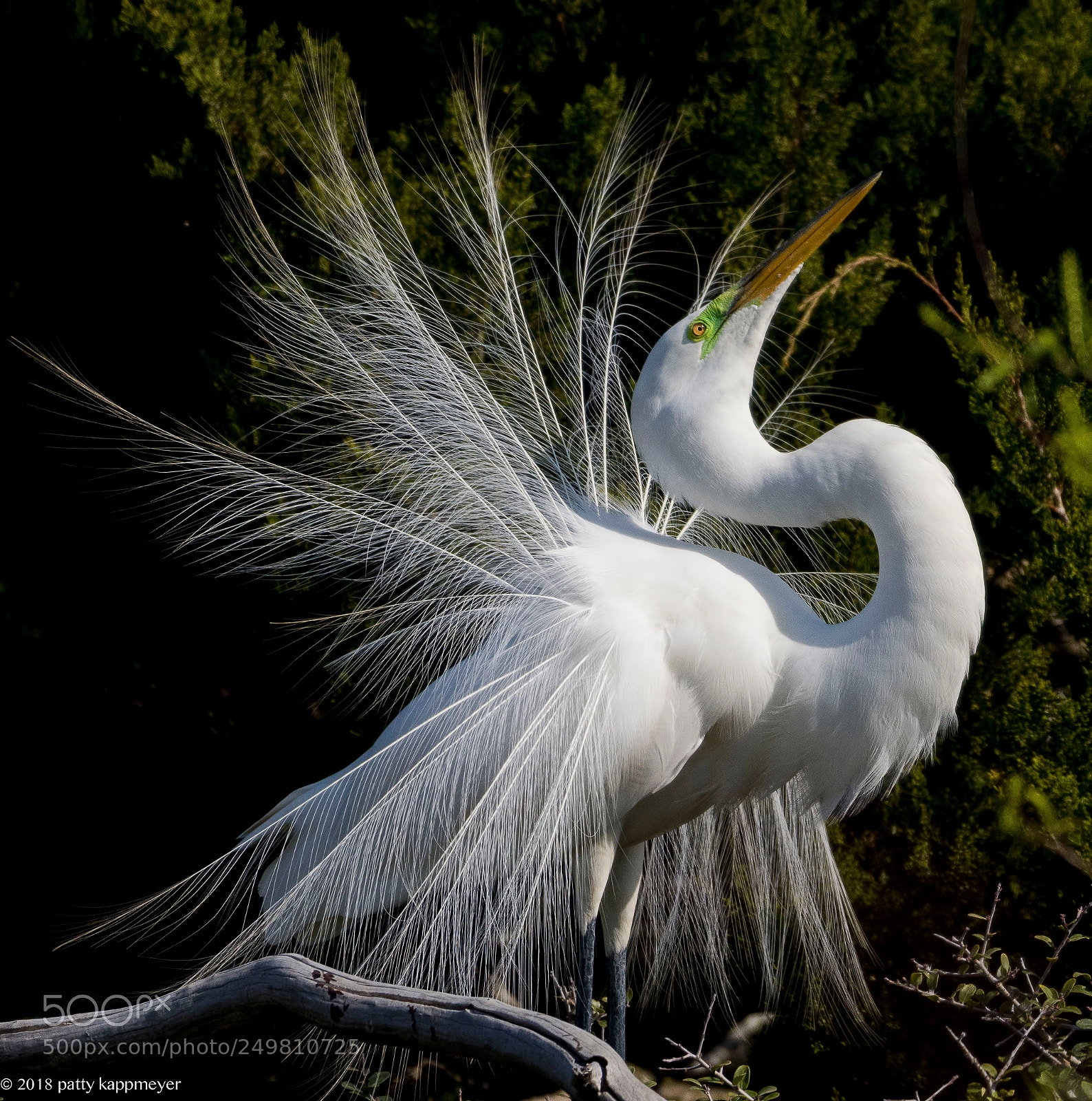 Nikon D7200 sample photo. White egret in breeding photography