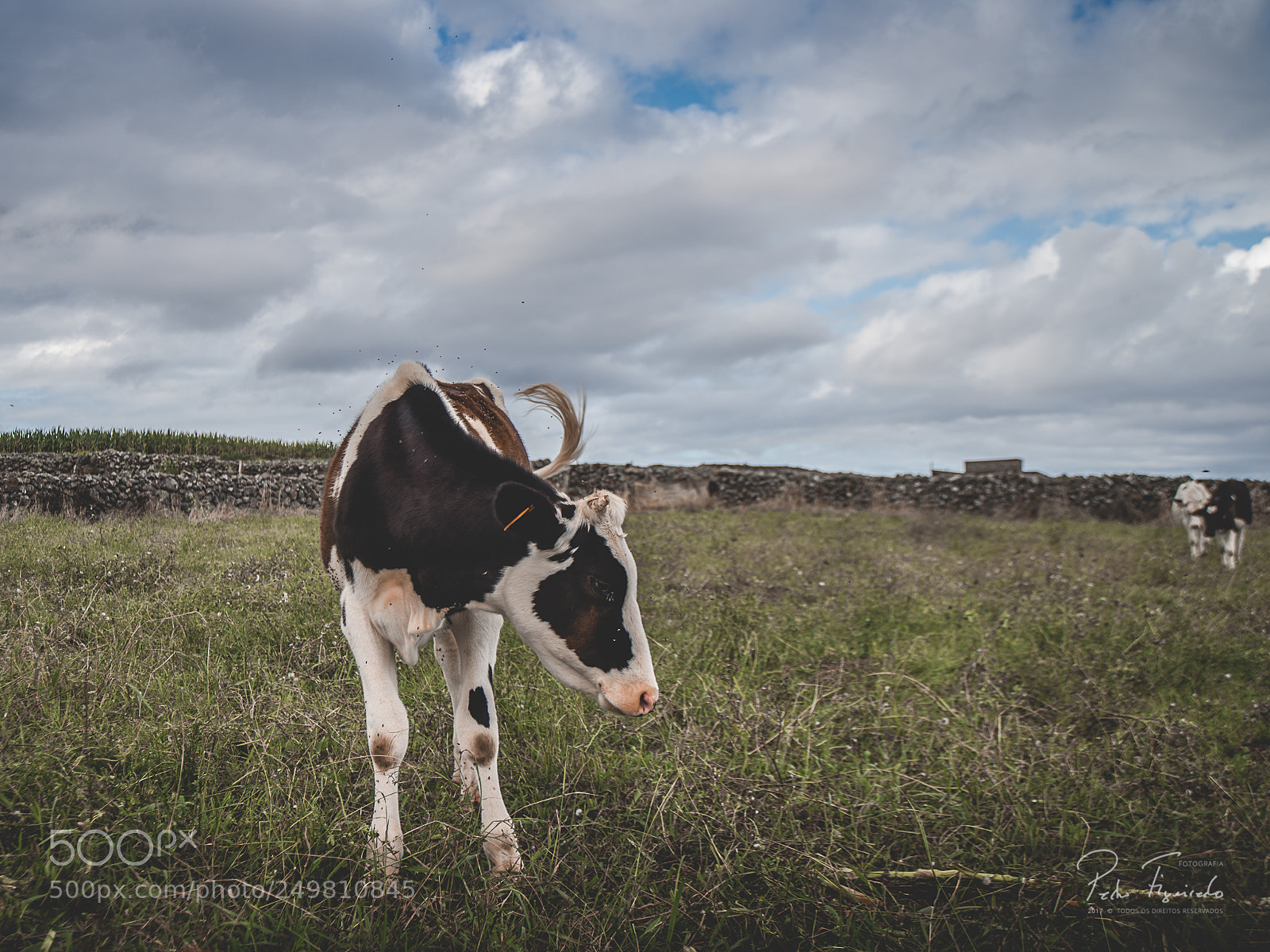 Nikon D610 sample photo. Naturalmente ... photography