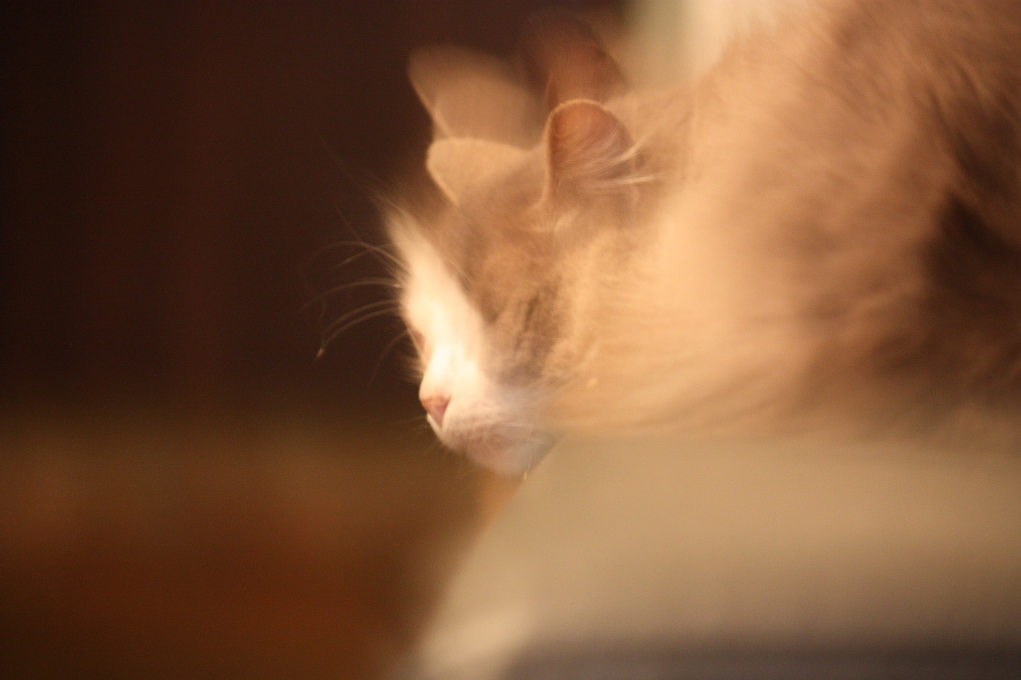 Canon EF-S 55-250mm F4-5.6 IS sample photo. Illo forever photography