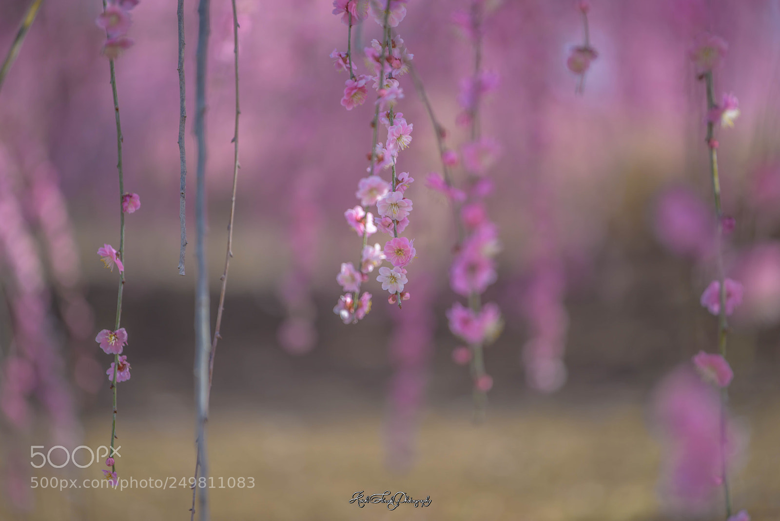 Nikon D810 sample photo. Nature's beauty photography