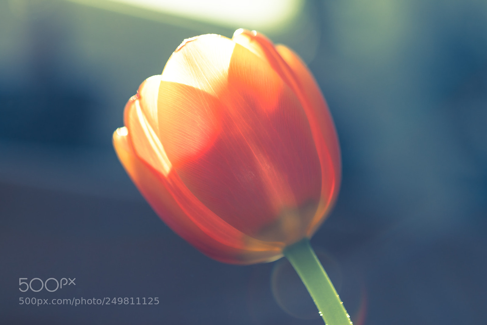 Canon EOS 80D sample photo. Tulip (1/3) photography