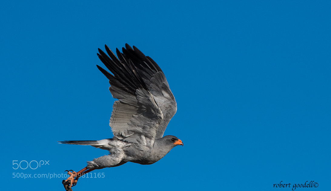 Nikon D500 sample photo. Pale chanting goshawk photography