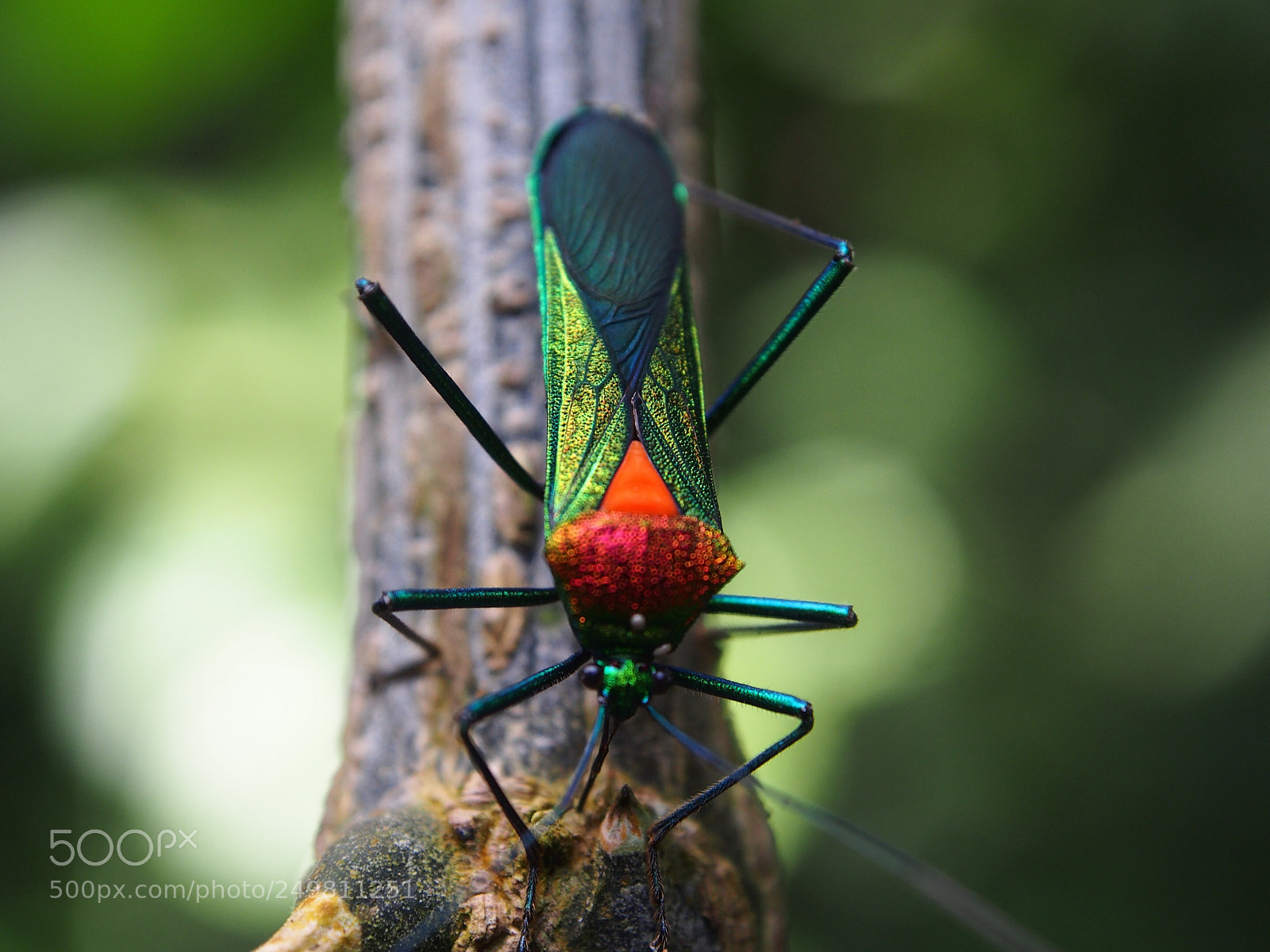 Olympus OM-D E-M5 sample photo. Amazon colorful insect photography