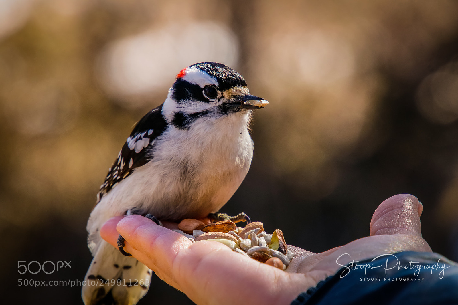 Canon EOS 80D sample photo. Woodpecker feeding time edited photography