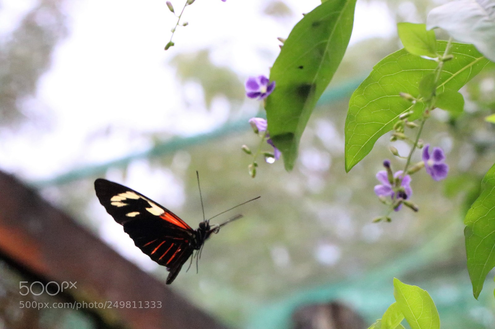 Canon EOS 80D sample photo. Img photography
