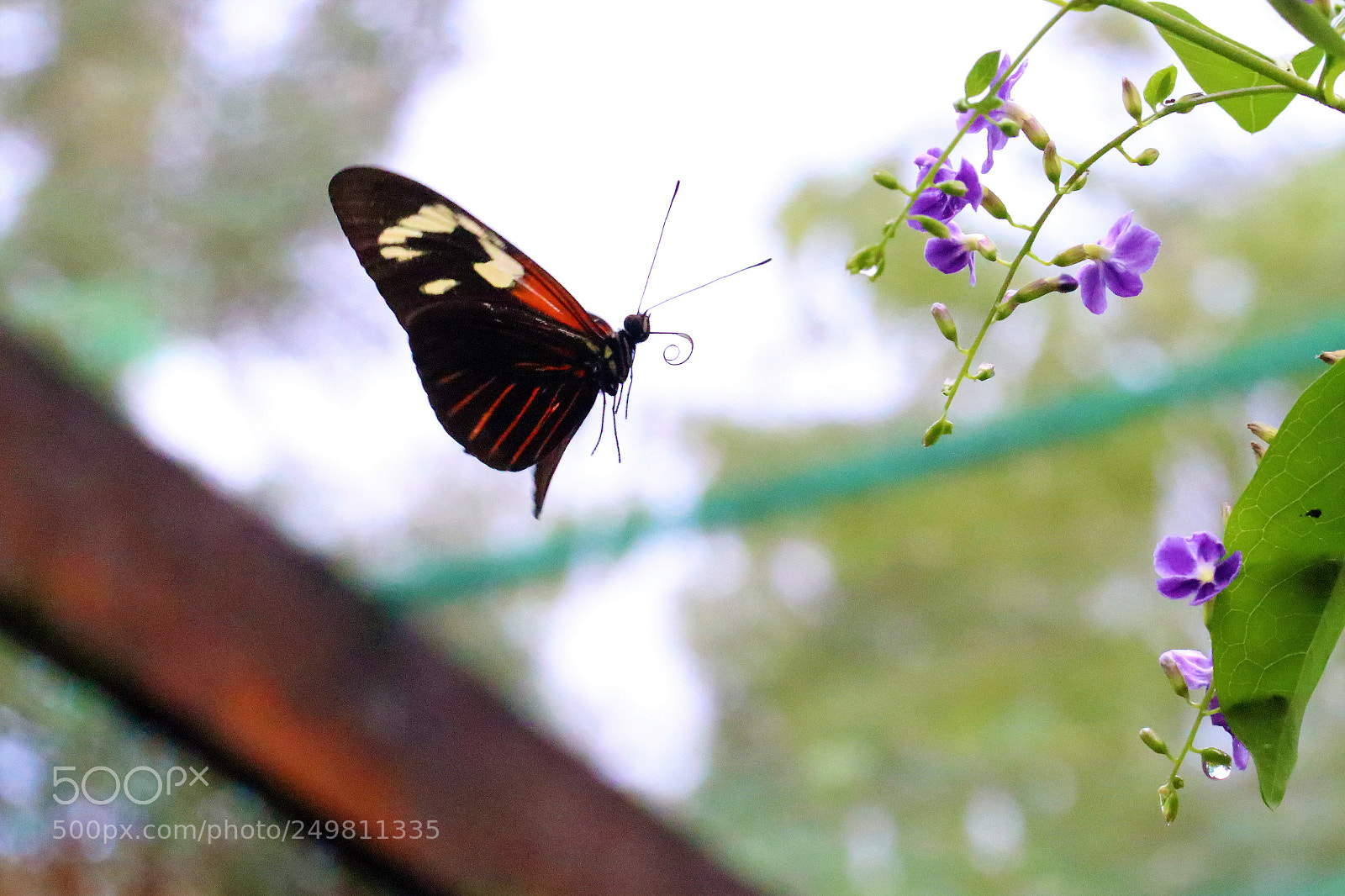 Canon EOS 80D sample photo. Img photography
