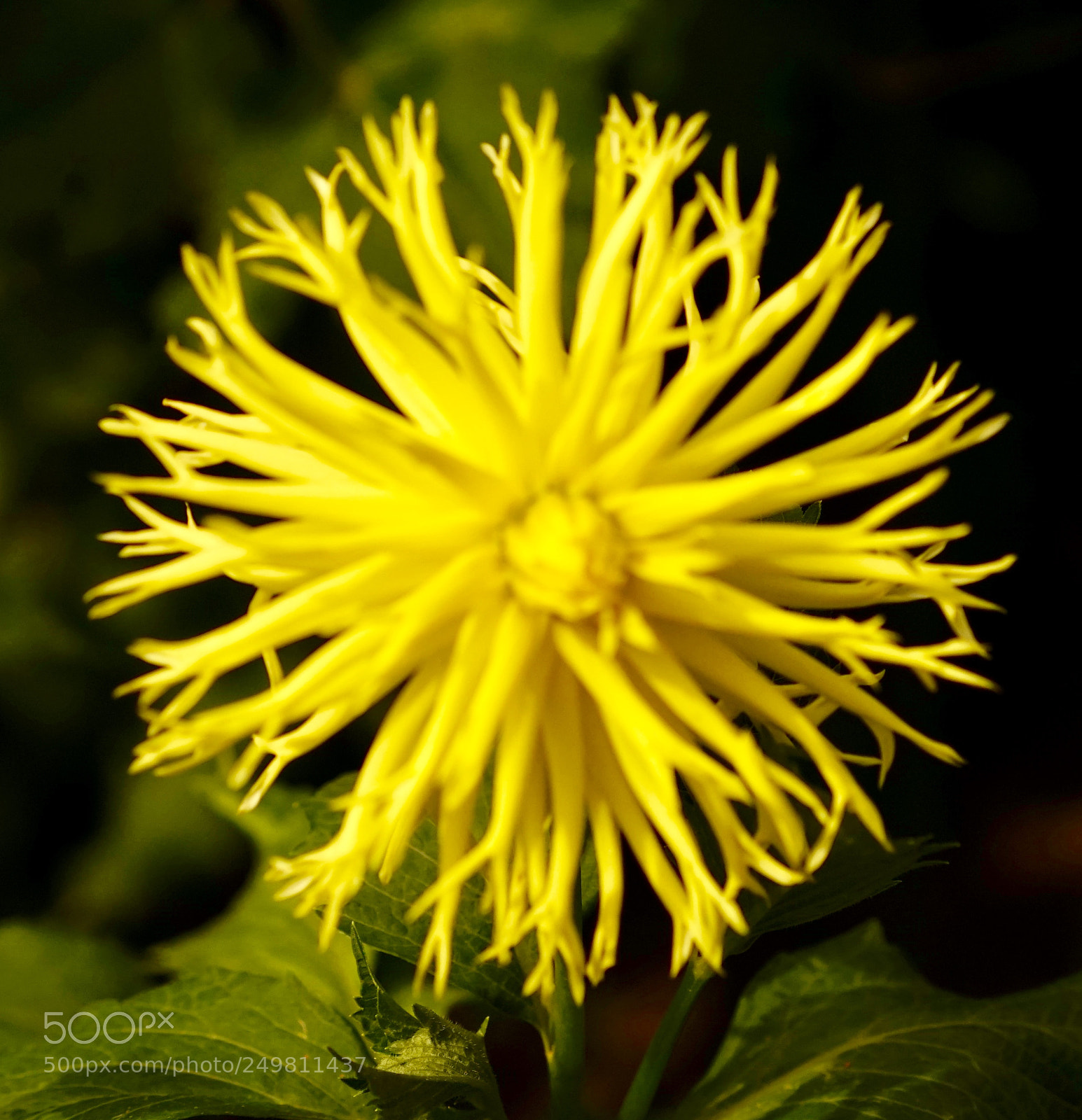 Sony a7 sample photo. Dahlia photography