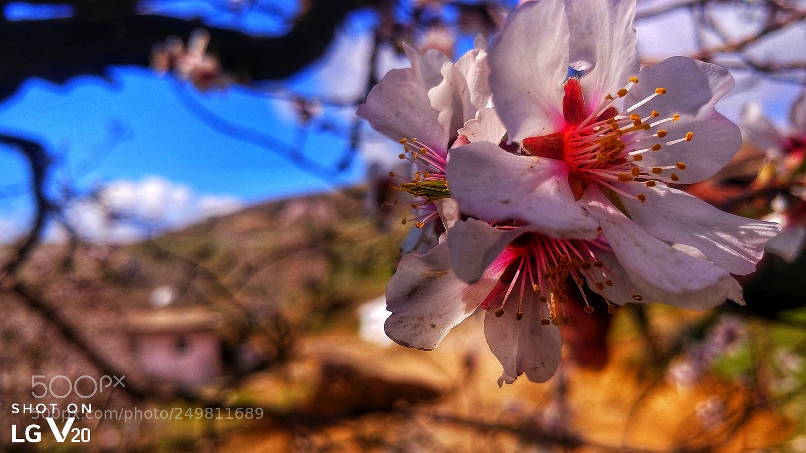 LG V20 sample photo. Untitled photography