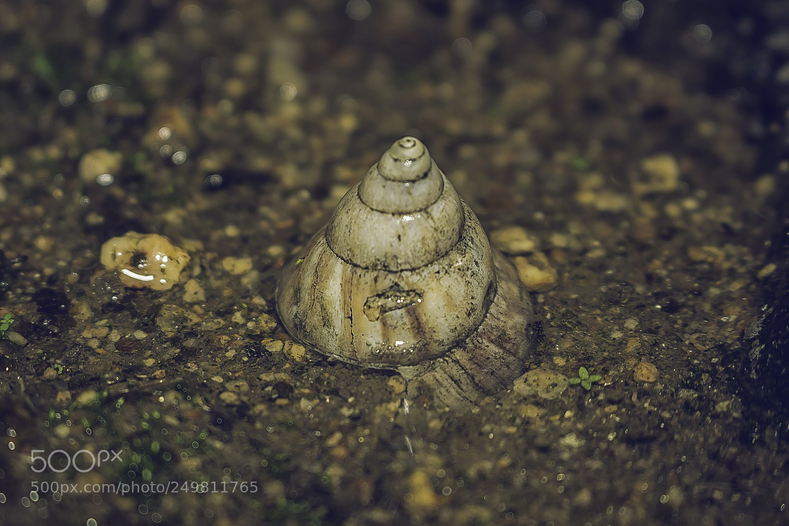 Canon EOS 700D (EOS Rebel T5i / EOS Kiss X7i) sample photo. Snail shell photography