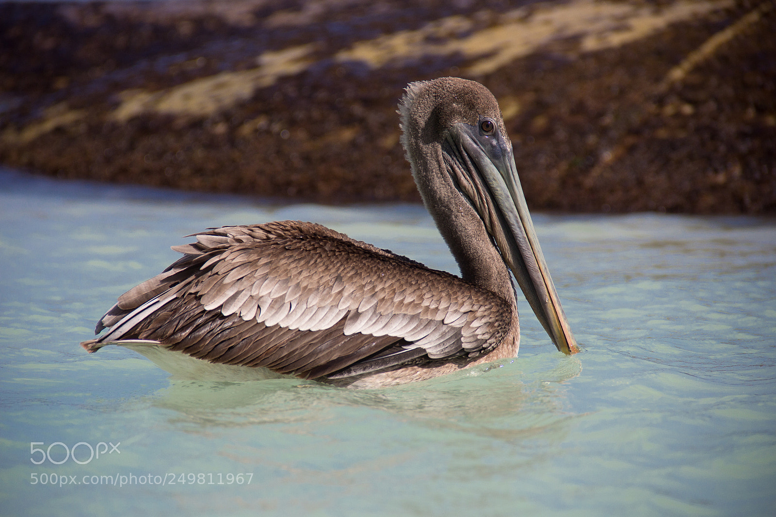 Canon EOS 60D sample photo. Pelican casting a cautious photography