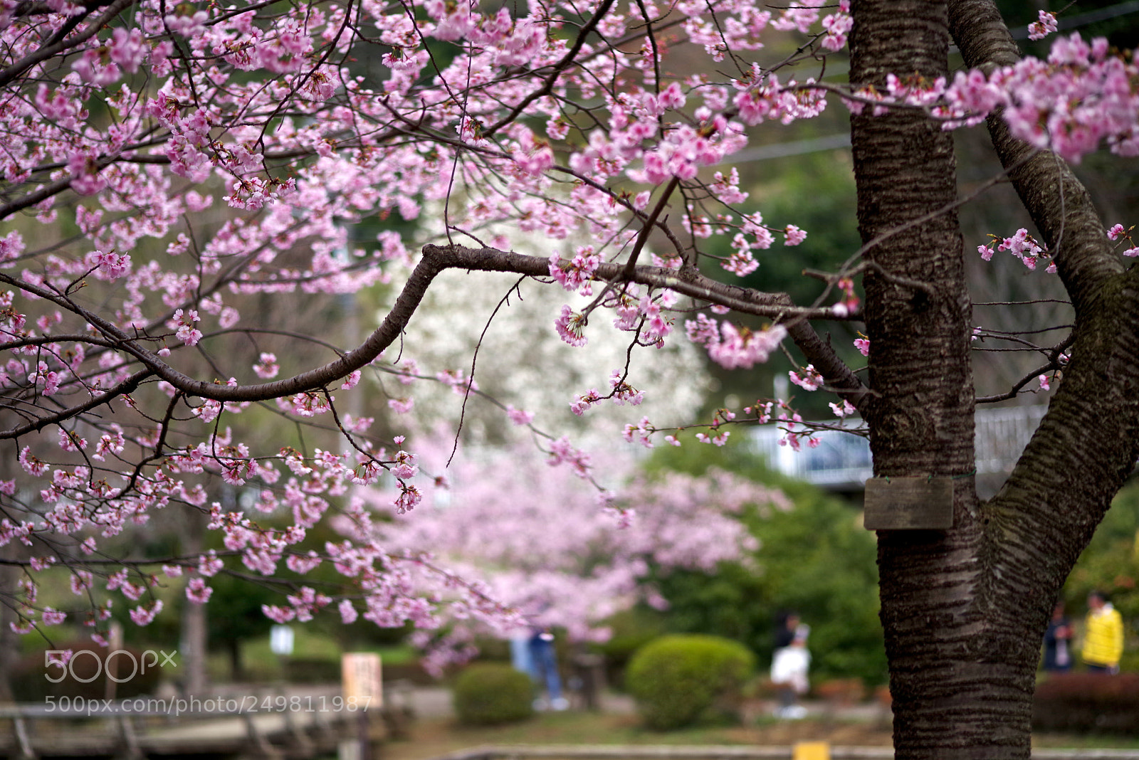 Pentax K-1 sample photo. Winter cherry photography