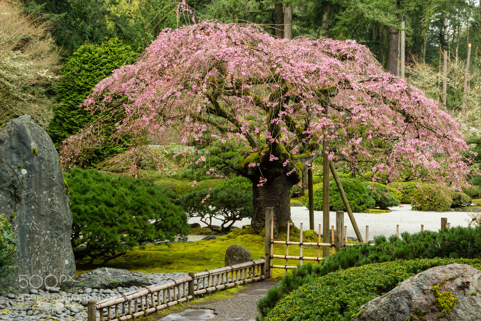 Canon EOS 600D (Rebel EOS T3i / EOS Kiss X5) sample photo. Cherry tree photography