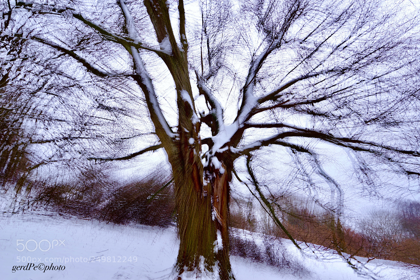 Pentax K-1 sample photo. Winter tree photography