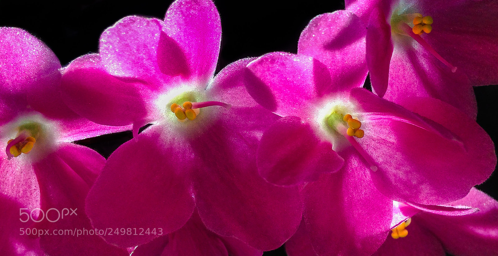 Apple iPhone 5c sample photo. Pretty in pink photography