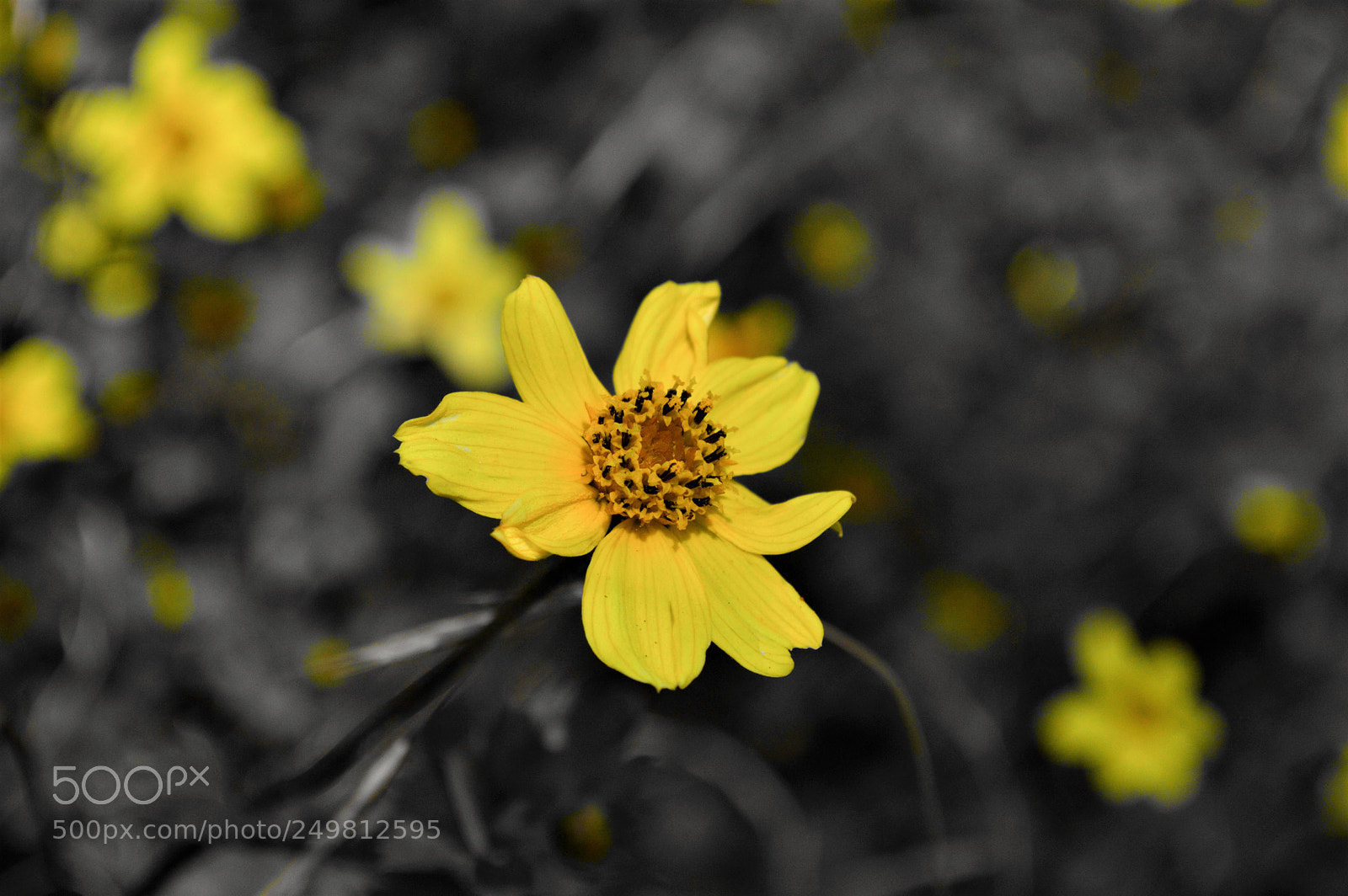 Nikon D3200 sample photo. 10 photography