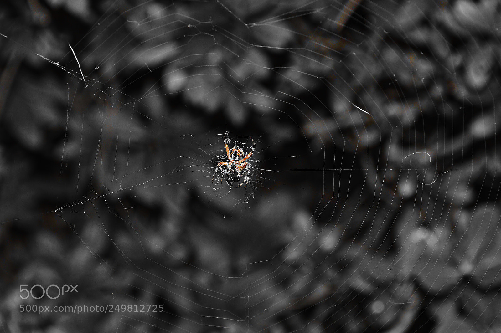 Nikon D3200 sample photo. Spider photography
