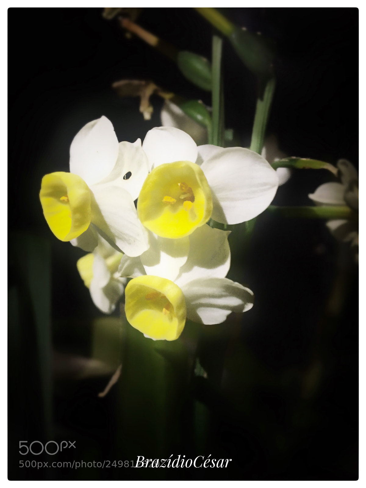 Apple iPhone 6s sample photo. Untitled photography