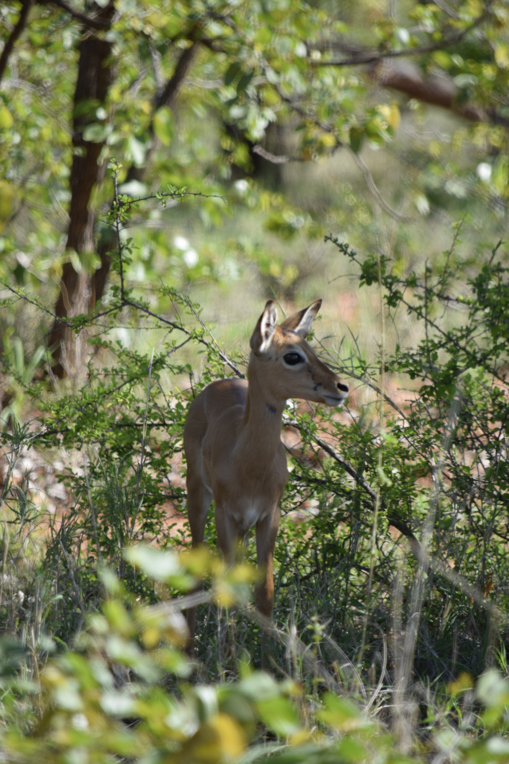Nikon D3300 sample photo. Safari photography