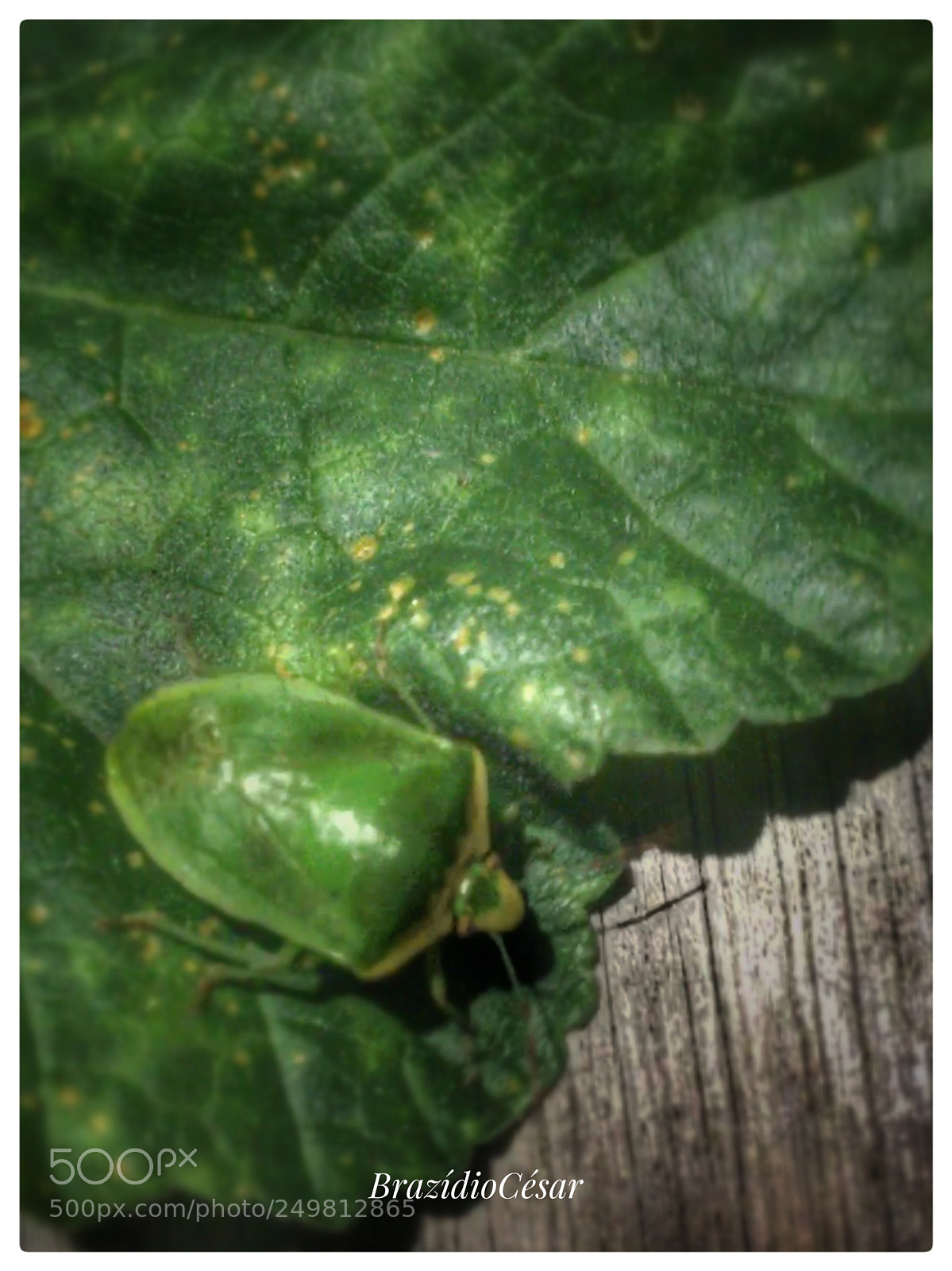 Apple iPhone 6s sample photo. Untitled photography