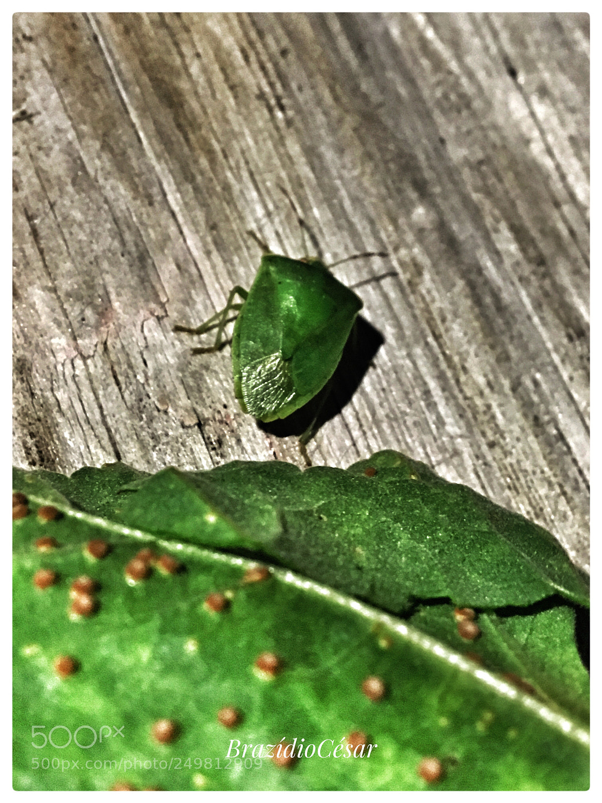 Apple iPhone 6s sample photo. Untitled photography