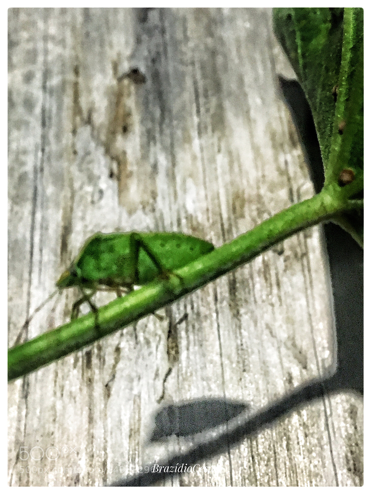 Apple iPhone 6s sample photo. Untitled photography