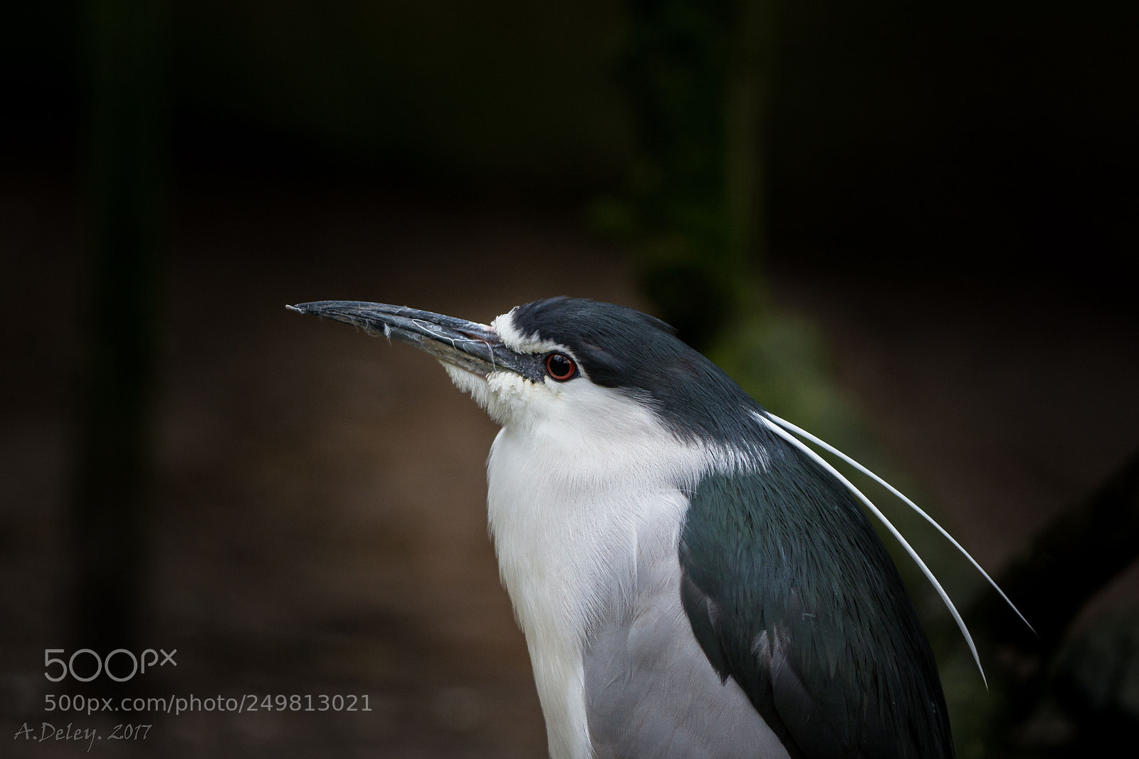 Canon EOS 700D (EOS Rebel T5i / EOS Kiss X7i) sample photo. Night heron photography
