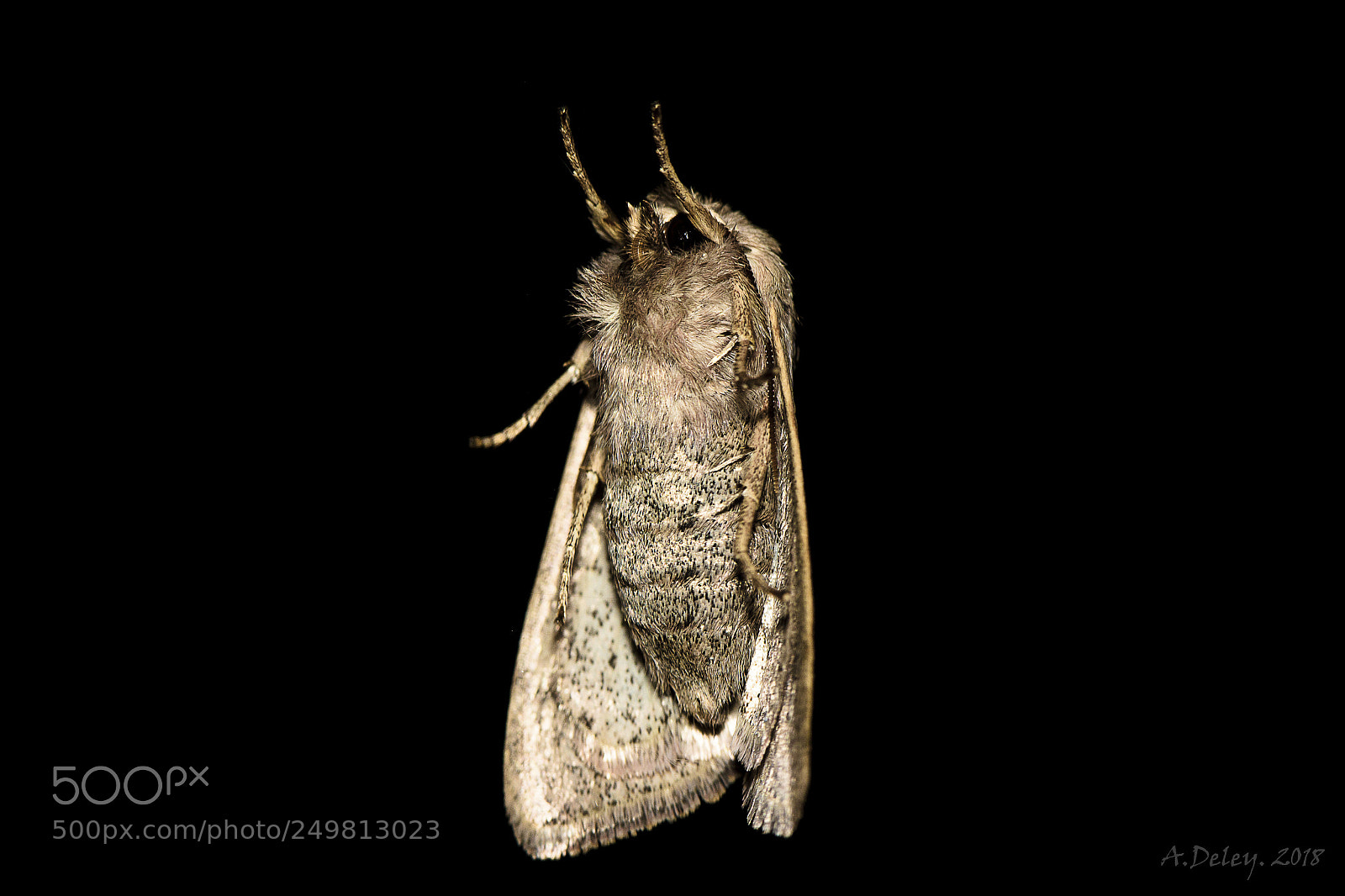 Canon EOS 700D (EOS Rebel T5i / EOS Kiss X7i) sample photo. Hail the moth photography