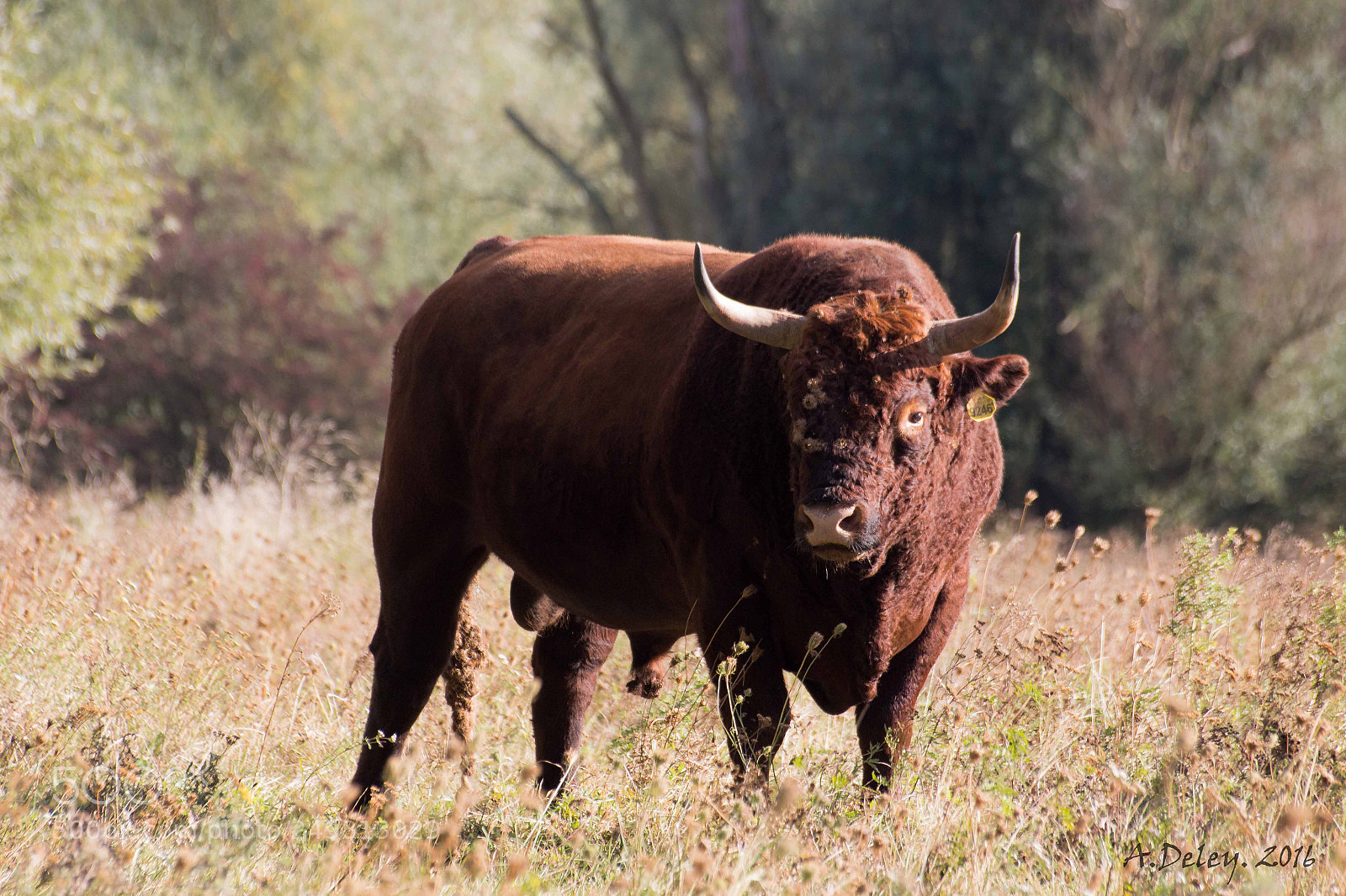 Canon EOS 700D (EOS Rebel T5i / EOS Kiss X7i) sample photo. Bull photography