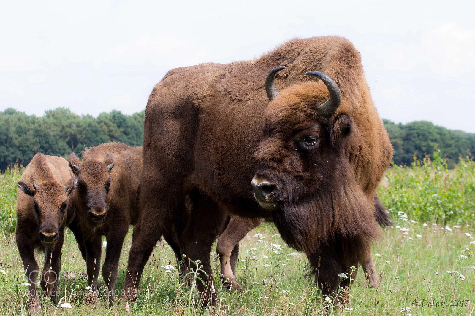 Canon EOS 700D (EOS Rebel T5i / EOS Kiss X7i) sample photo. Wisentcow with calfs photography