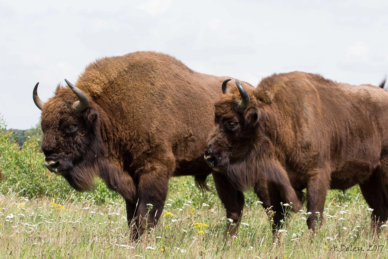Canon EOS 700D (EOS Rebel T5i / EOS Kiss X7i) sample photo. Wisentbull and cow photography