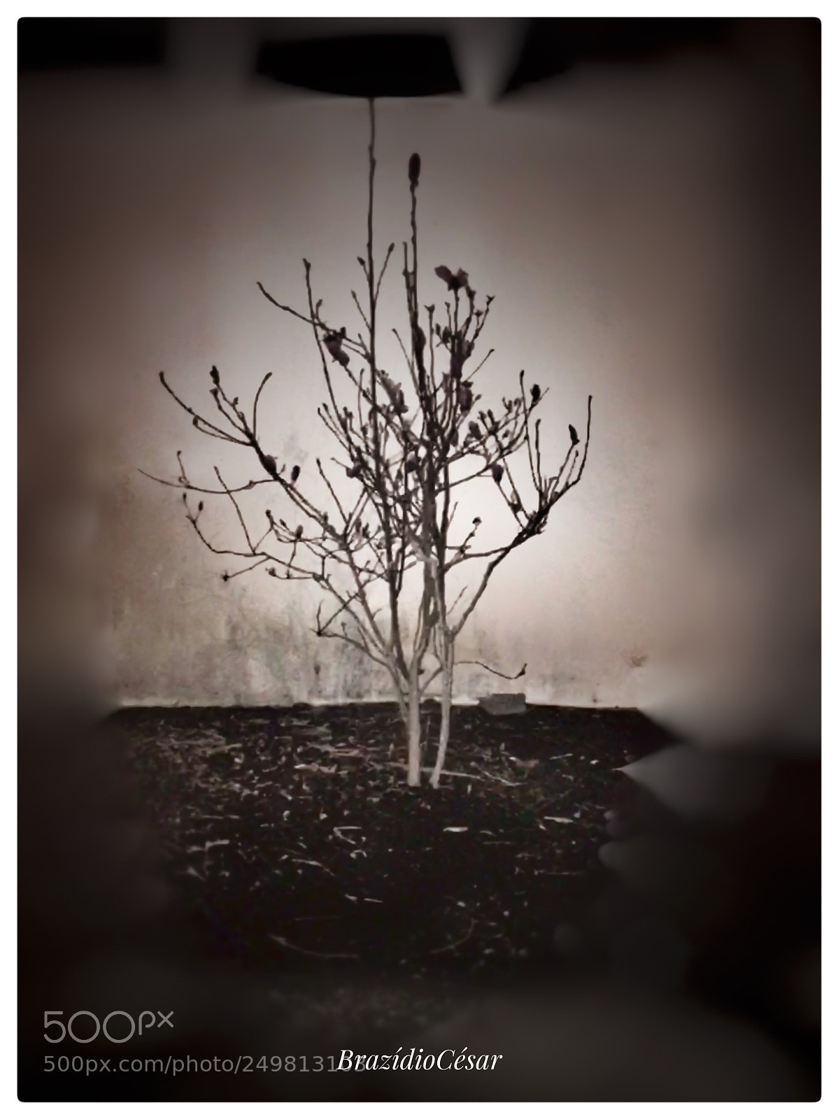 Apple iPhone 6s sample photo. Untitled photography