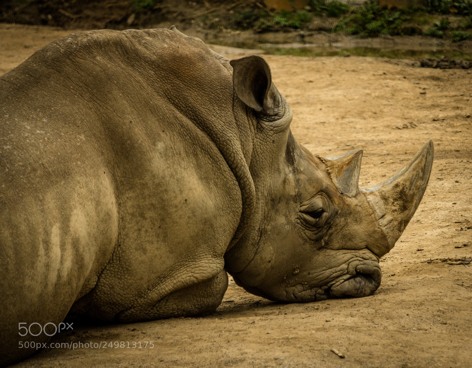 Canon EOS 1100D (EOS Rebel T3 / EOS Kiss X50) sample photo. Lazy rhino photography