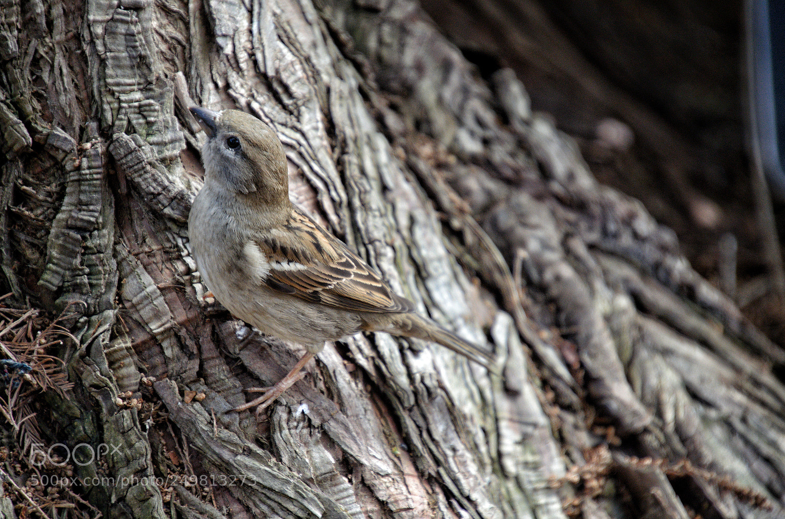 Nikon D5100 sample photo. Spring is here photography